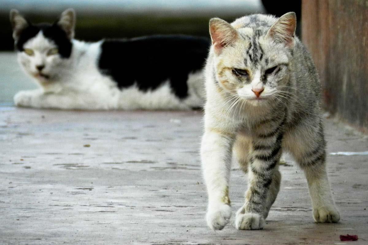 El grupo de Podemos Animalista advierte sobre la situación de los animales callejeros de cara al invierno