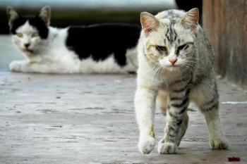 El grupo de Podemos Animalista advierte sobre la situación de los animales callejeros de cara al invierno