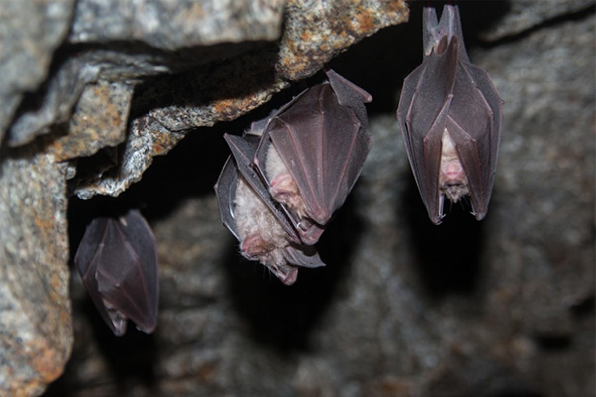 112 Madrid publica un hilo informando sobre estos mamíferos 