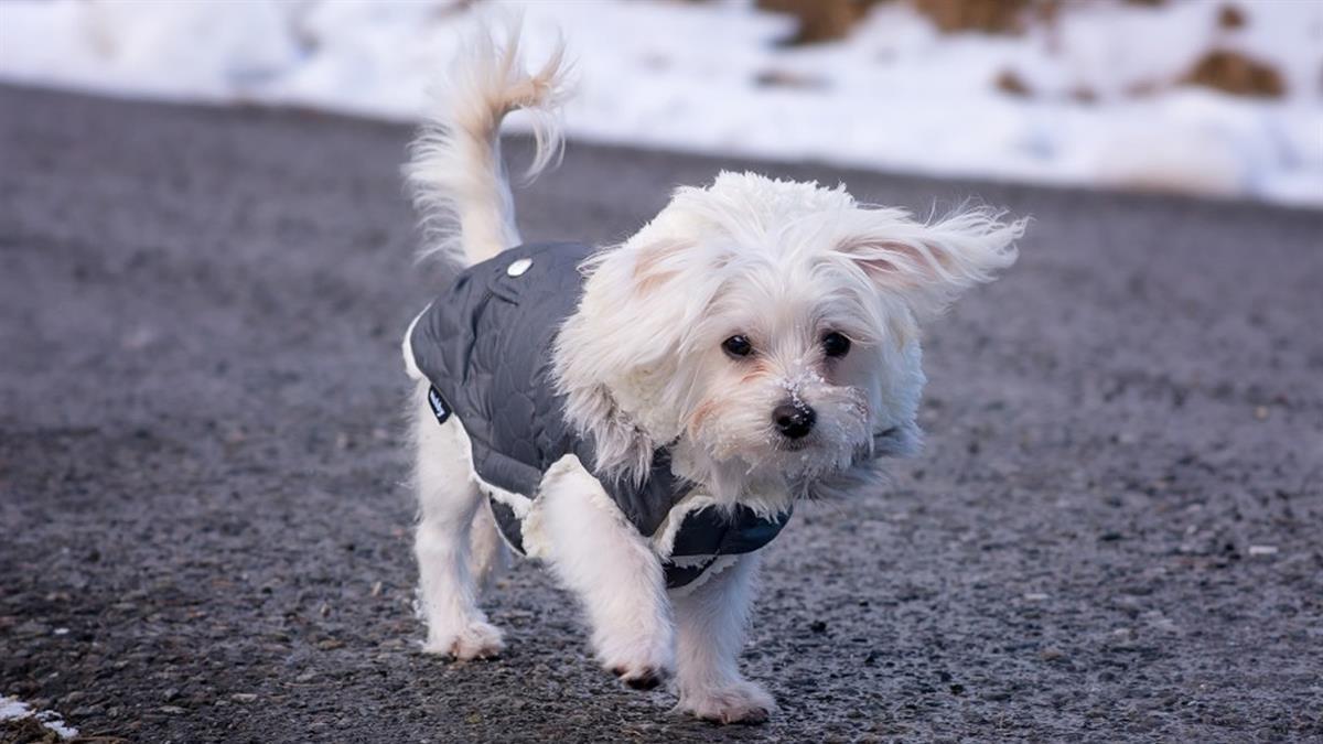 Llega el frío y con él las dudas sobre cuánto conviene abrigarse, algo que ocurre tanto para humanos como peludos