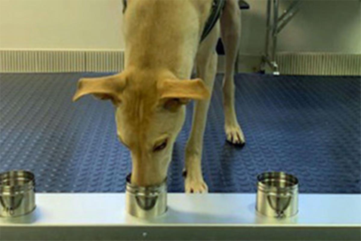 
Los perros podrían convertirse en una nueva herramienta innovadora en la lucha contra la COVID-19 gracias a su sentido del olfato.