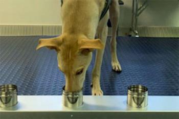 
Los perros podrían convertirse en una nueva herramienta innovadora en la lucha contra la COVID-19 gracias a su sentido del olfato.