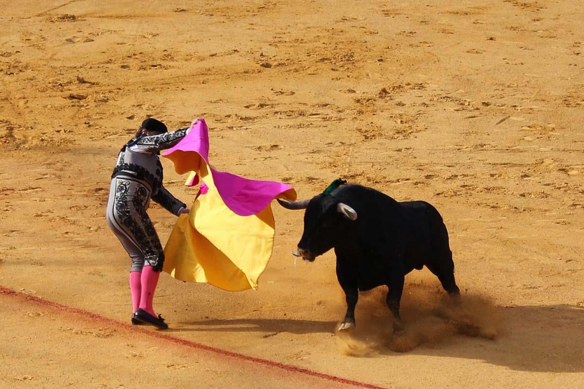 Varios grupos políticos y movimientos de la ciudad se han unido para expresar su rechazo ante el regreso de los toros