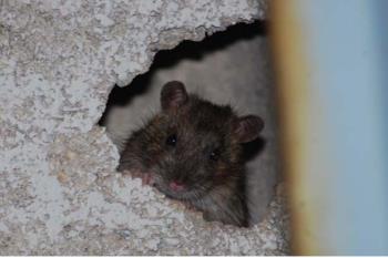 El origen de la presencia de los roedores puede estar en la acumulación de basura de las isletas