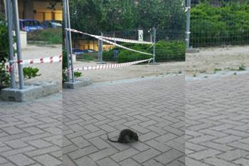 Desde el Ayuntamiento afirman que se  están tomando las medidas oportunas para acabar con la plaga