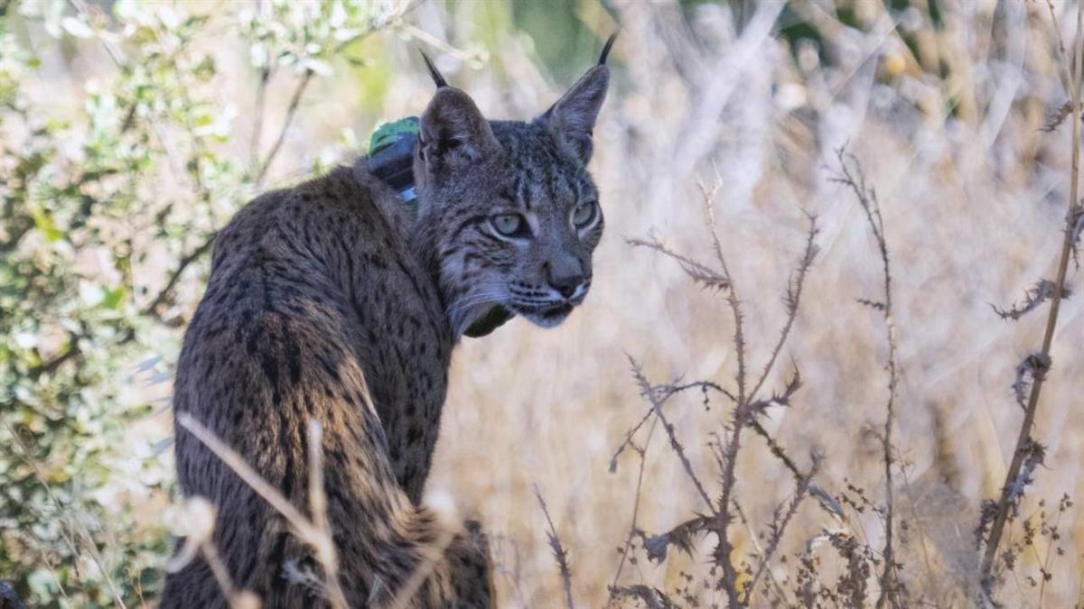 El Gobierno regional sigue trabajando para conseguir que el lince ibérico vuelva a formar parte de la fauna madrileña