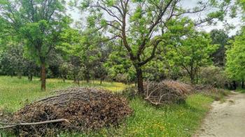 5.000 de esos árboles irán en la plantación ordinaria 2021-2022