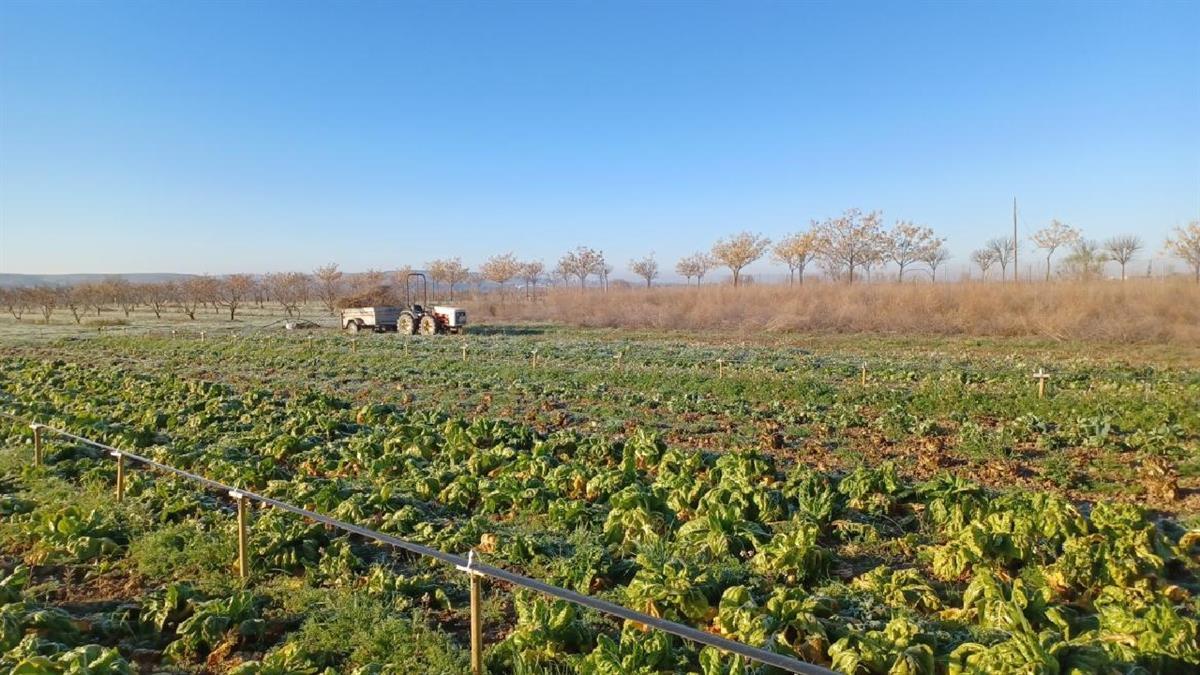 Se trata de un total de 28 fincas de naturaleza patrimonial ubicadas en Aranjuez