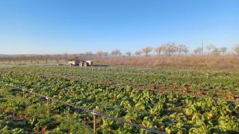 Se trata de un total de 28 fincas de naturaleza patrimonial ubicadas en Aranjuez