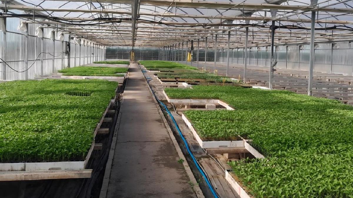 La Comunidad de Madrid ofrece a los agricultores madrileños 55.000 plantones de variedades hortícolas autóctonas para garantizar su conservación
