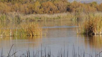El Gobierno regional se suma al proyecto LIFE HumedalES, que actuará en más de 200 espacios naturales de toda España para mejorar la conservación de los ecosistemas