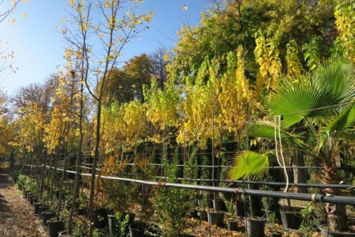 Del total, 2.300 ejemplares se van a plantar en cuatro distritos: Ciudad Lineal, Hortaleza, San Blas-Canillejas y Barajas