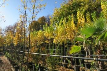 Del total, 2.300 ejemplares se van a plantar en cuatro distritos: Ciudad Lineal, Hortaleza, San Blas-Canillejas y Barajas