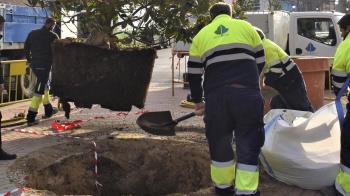 Con la iniciativa de Arco Verde, el ayuntamiento ha plantado un magnolio de ocho metros