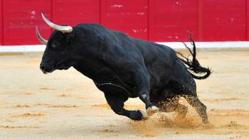 Se realizarán también cuatro encierros con suelta de reses.