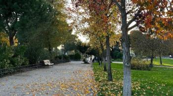 La localidad con un pionero Plan Director del Arbolado Urbano y más de 30.400 ejemplares en zona urbana