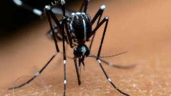 El Ayuntamiento  recuerda a sus ciudadanos las necesarias medidas preventivas contra el mosquito tigre