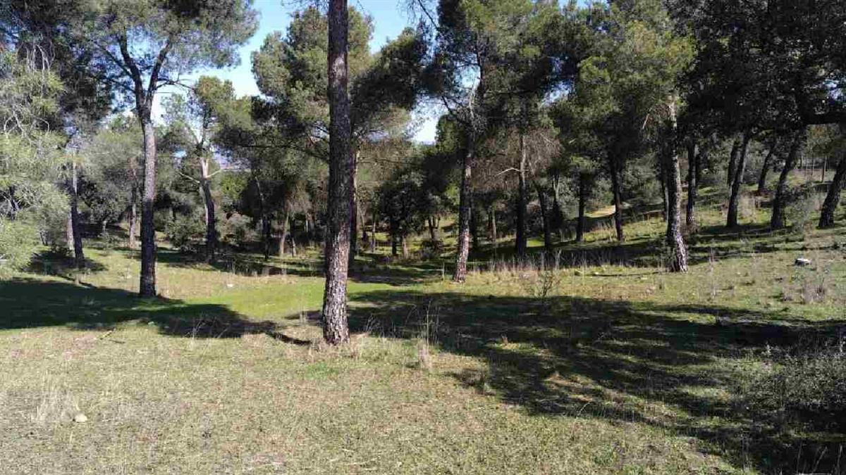 La intervención se ha realizado en gran parte de la zona forestal protegida perteneciente al Ayuntamiento de Majadahonda