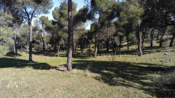 La intervención se ha realizado en gran parte de la zona forestal protegida perteneciente al Ayuntamiento de Majadahonda