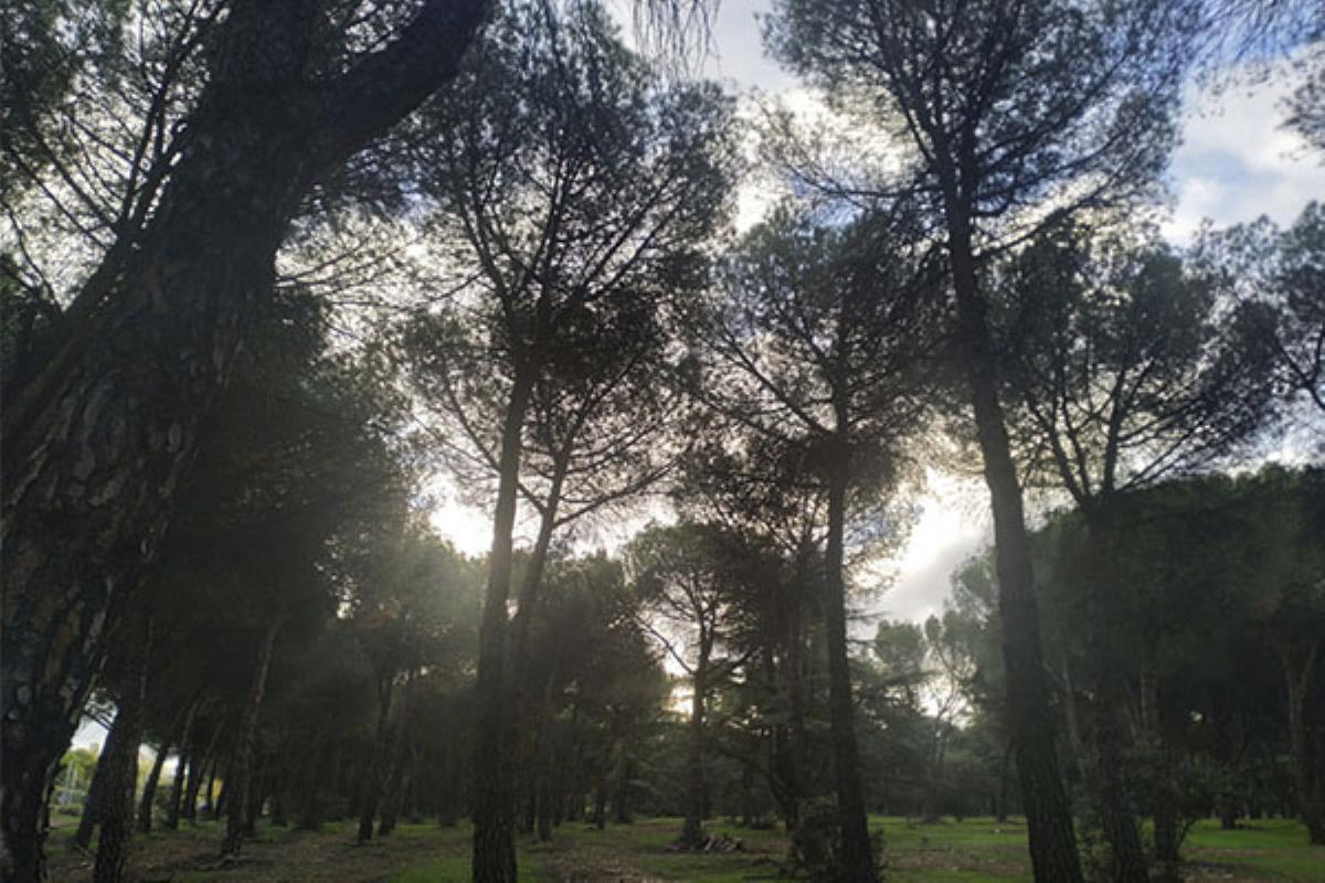 Con la nueva fase de la desescalada muchos jardines han reabierto, sin embargo, la basura también lo ha hecho