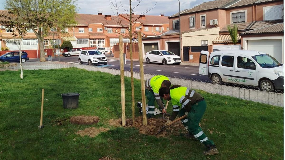Se realiza una nueva plantación de especies de alto valor ornamental y adaptados al entorno urbano