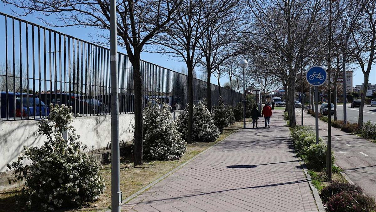 El Ayuntamiento ha realizado una exhaustiva inspección del estado de los ejemplares actuales tras lo que se realizará la campaña anual de plantación