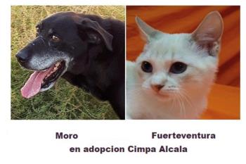 El Centro de Protección Animal, que ha contratado una nueva licitación, ha gestionado más de 500 adopciones 
