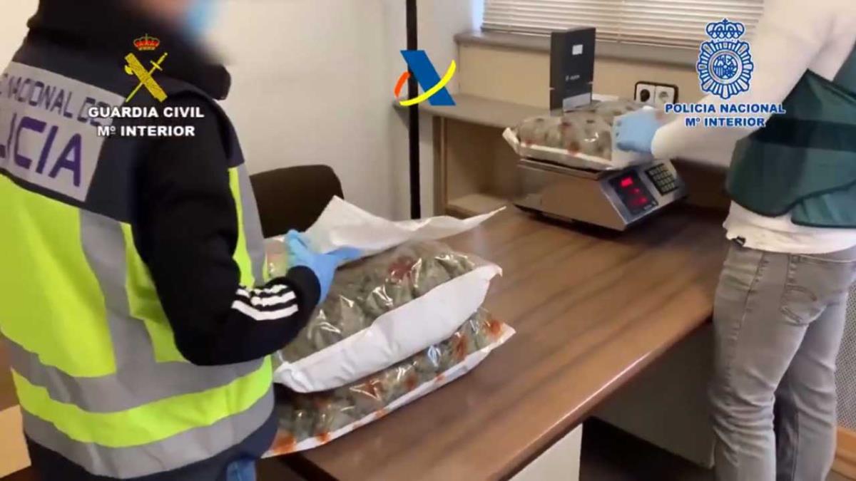 El cabecilla que dirigía la plantación utilizaba a su cuñado para cuidar el cultivo totalmente acondicionado