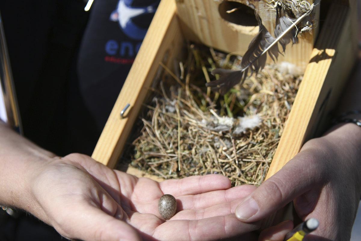 El 80% de las cajas nidos que se instalaron en febrero fueron ocupadas por las aves insectívoras