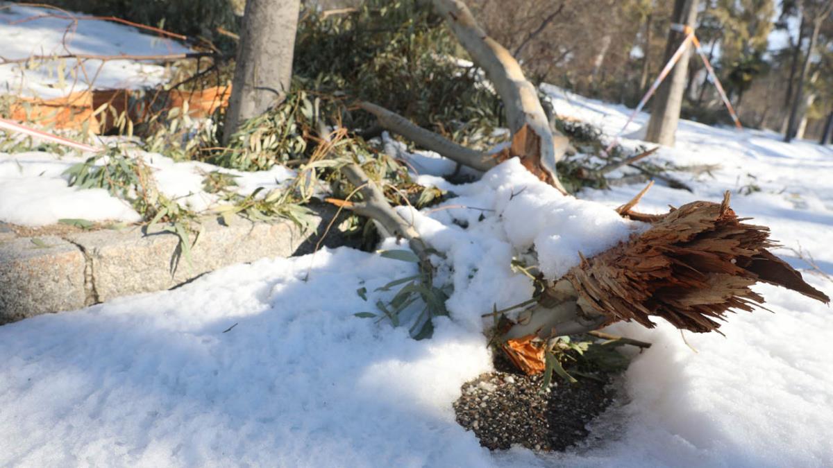 Almeida: “La mayoría de los árboles de El Retiro se van a poder conservar y las edificaciones no han sufrido daños serios”