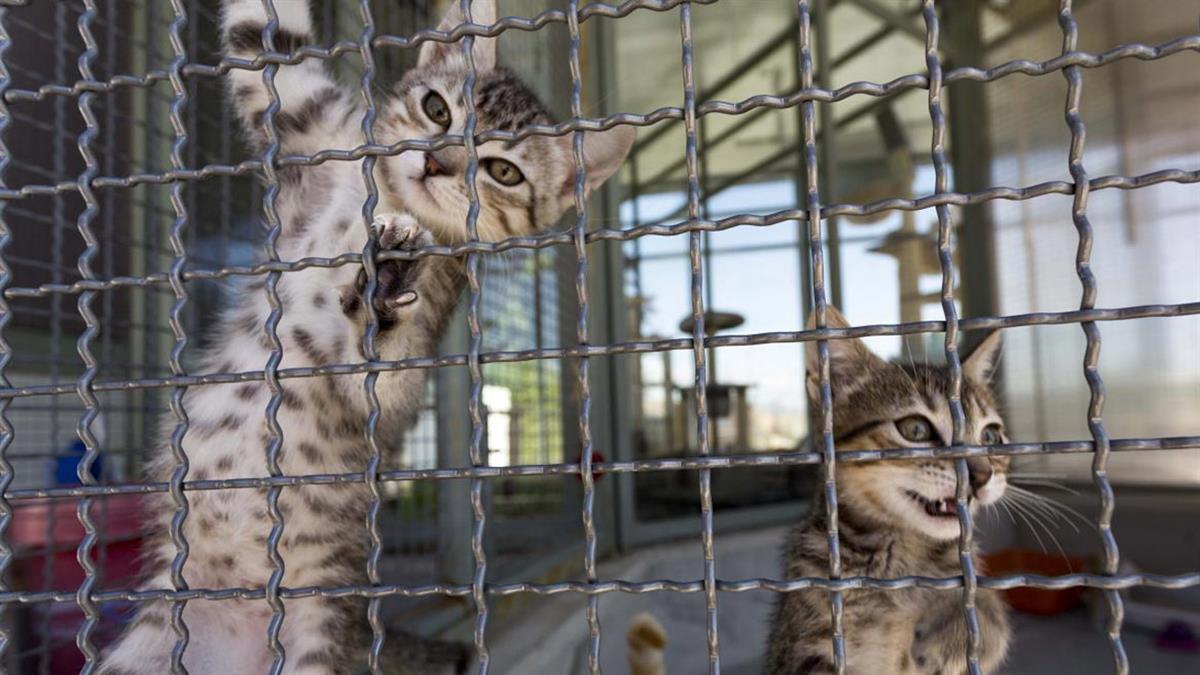 El acuerdo supone una prórroga para seguir prestando dos años más este servicio especializado