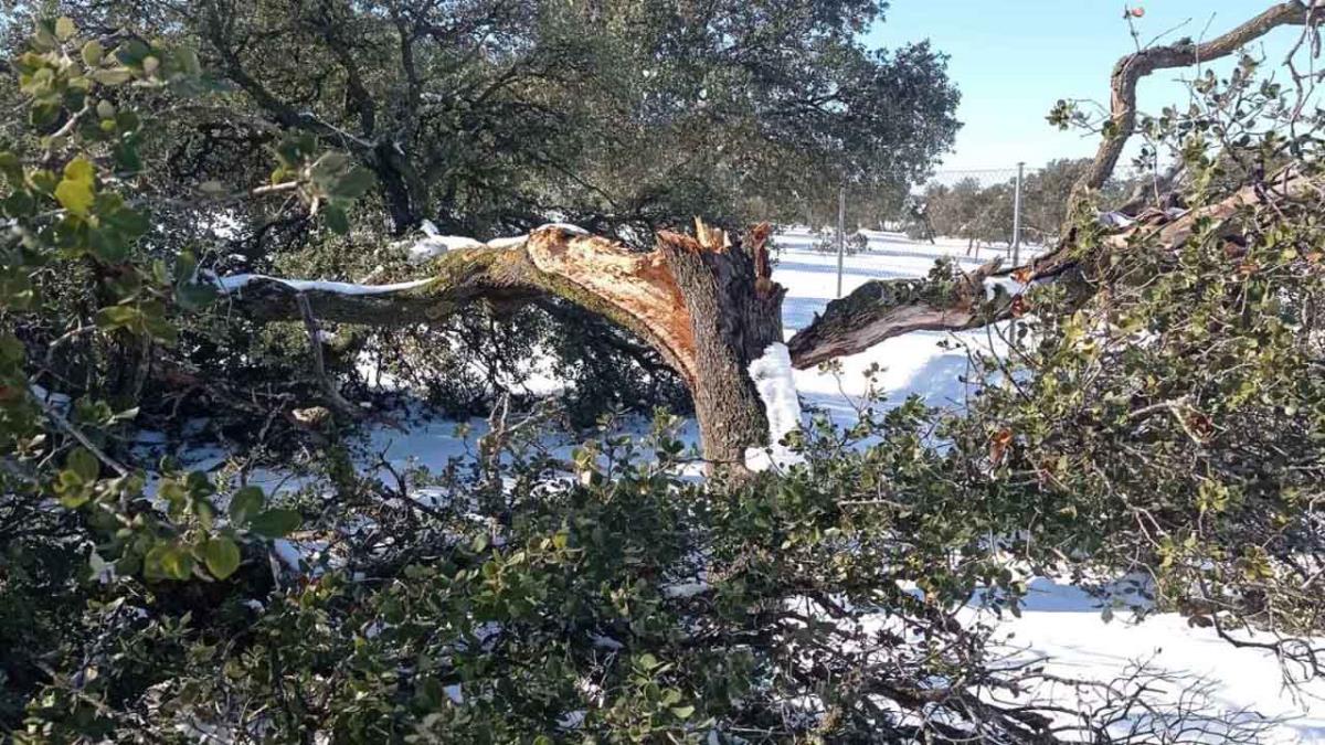 Para el grupo político, los trabajos de reacondicionamiento se han olvidado de esas zonas