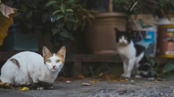 La formación denuncia la falta de actuación del Ayuntamiento ante las obras de Saltoki y exige un protocolo seguro para trasladar a unos 50 gatos
