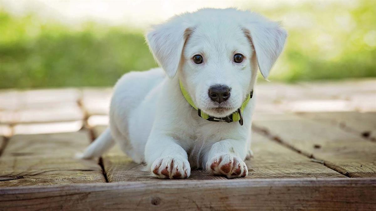 La propuesta, aprobada en noviembre, aún no se ha puesto en marcha