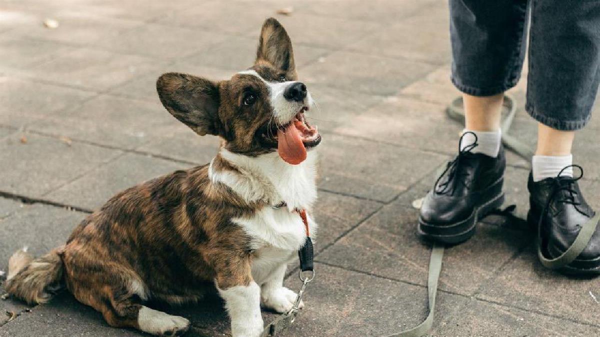 El Ayuntamiento ha detallado un protocolo para que perros, gatos y hurones puedan acompañar a sus dueños en sus trámites administrativos