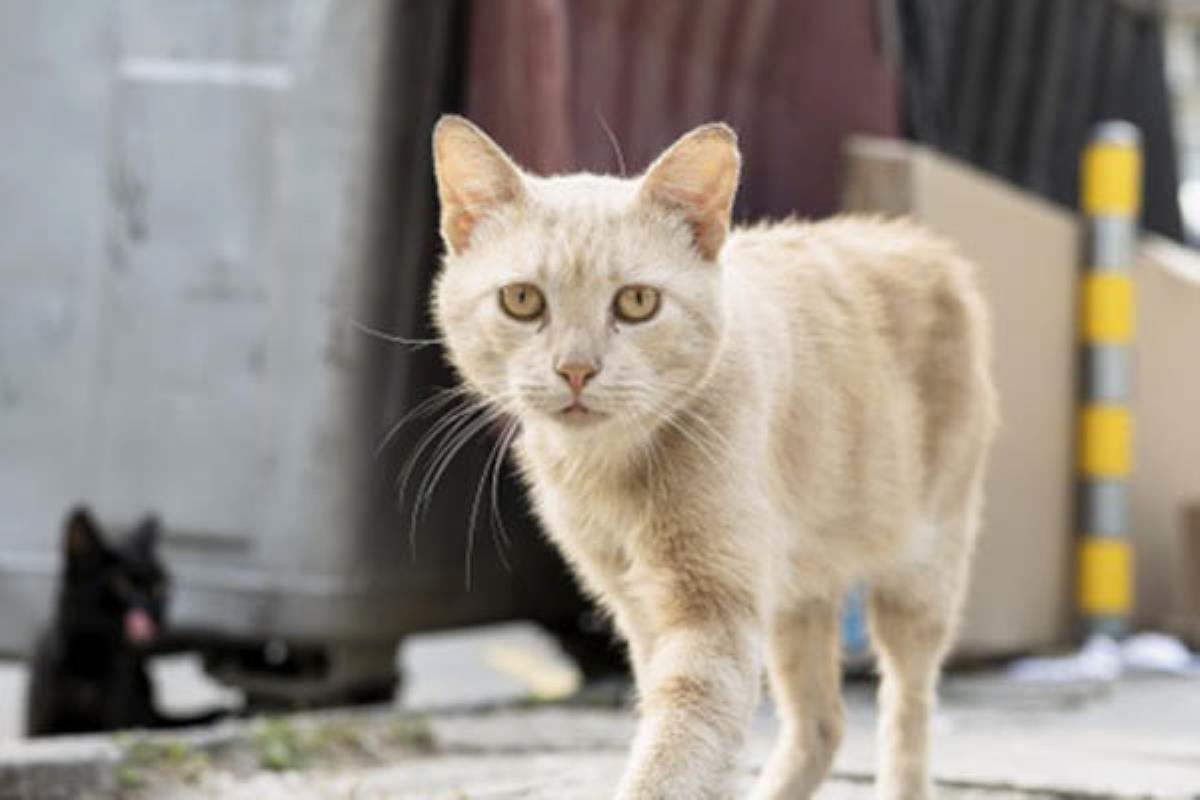 El ayuntamiento ha firmado un contrato con ANICA para su control