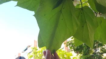 Los insectos son depredadores naturales de aquellos que provocan plagas en los árboles del municipio