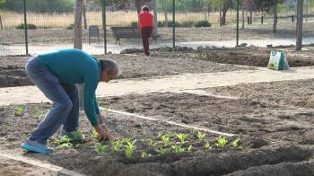 Los adjudicatarios, mayores de 65 años, podrán disfrutar de forma gratuita de los huertos urbanos durante un periodo de dos años