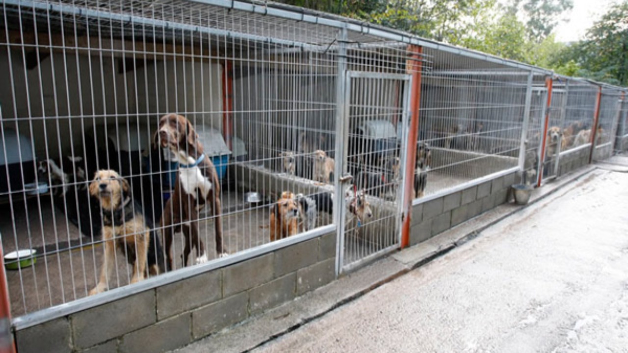 Las obras durarán 60 días y se trabajará para conseguir un mayor bienestar de los animales en su estancia