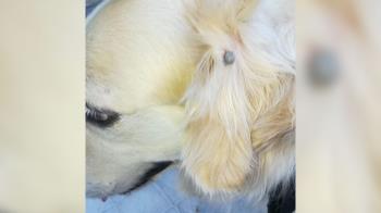 Los vecinos alertan de una posible plaga en las zonas de Solagua y Poza del Agua 