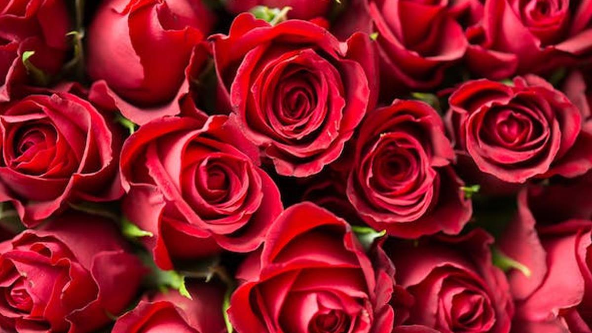 La entrada es totalmente gratuita