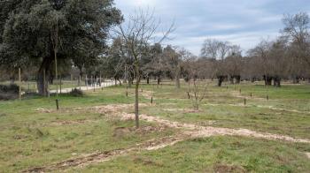 El Ayuntamiento de Boadilla del Monte finaliza la plantación de estos fresnos, en una extensión de más de 3 hectáreas