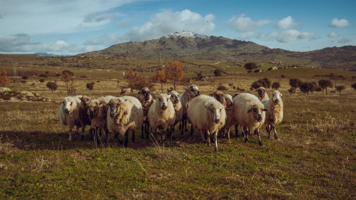 El sábado 15 de abril a las 11:30 y a las 13:30 exhibición de pastoreo con perro en la Plaza de Toros