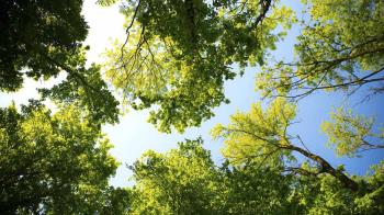 Javier Castillo critica la modificación presupuestaria que elimina fondos del Fondo de Reforestación para pagar la Seguridad Social de algunos trabajadores municipales