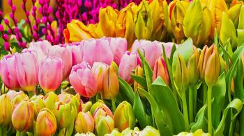 El Ayuntamiento pone a disposición de los interesados la opción de ser adjudicatarios de los mismos en los dos cementerios de la ciudad.