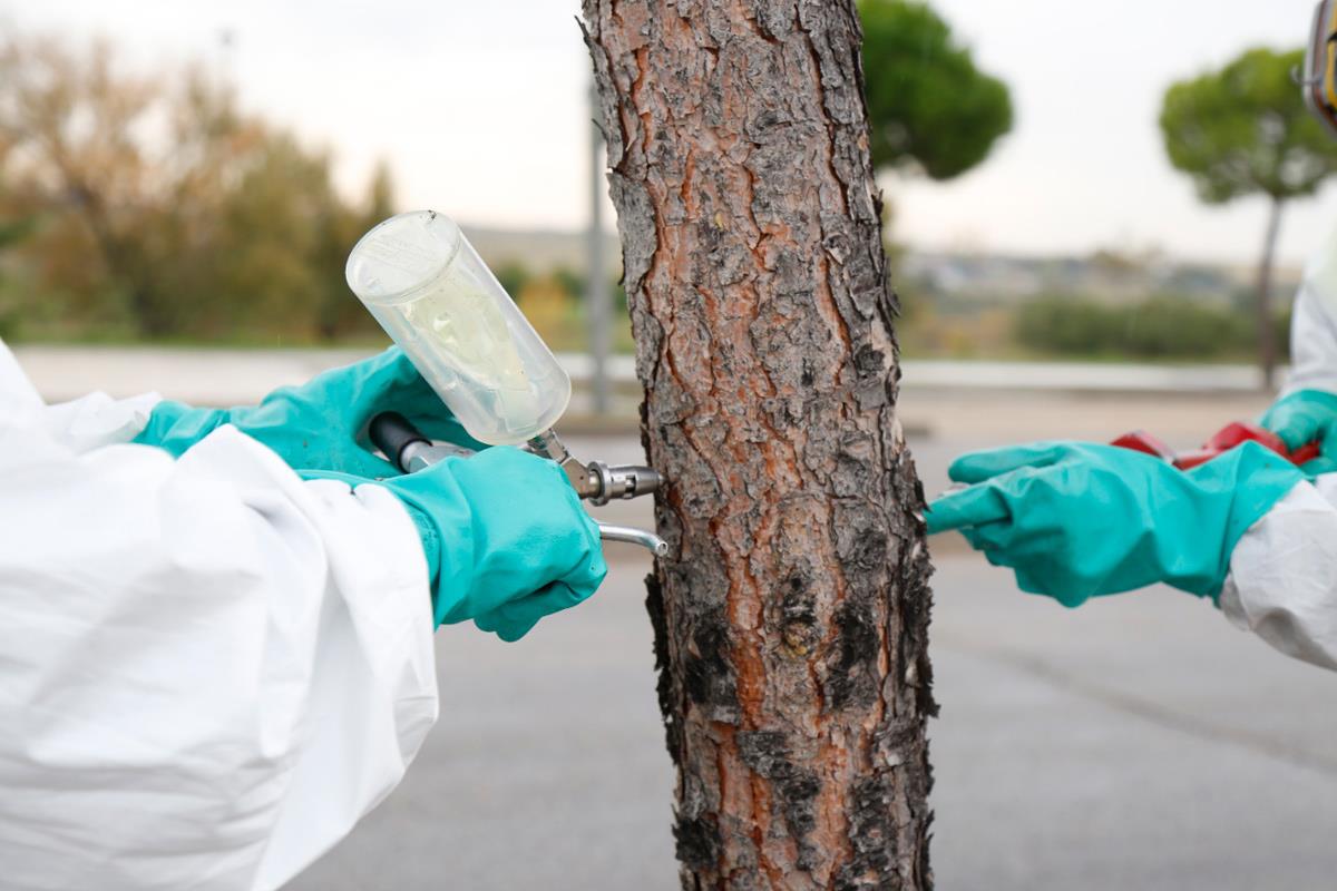 El ayuntamiento ya ha comenzado su campaña anual de control para evitar su proliferación en primavera
