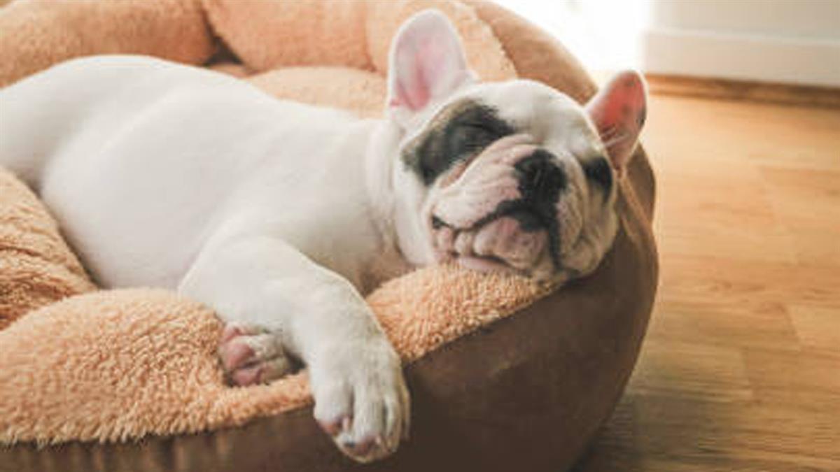 Al igual que los humanos, nuestras mascotas también son susceptibles a los cambios de temperatura a la hora de dormir