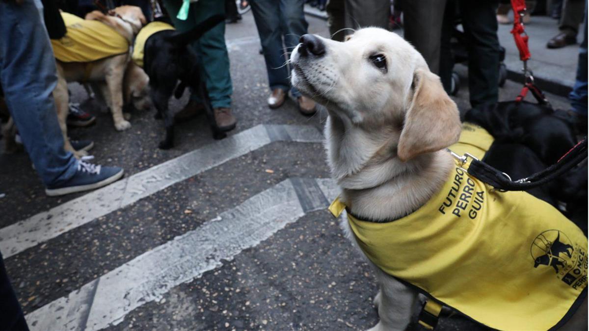 Más Madrid lamenta que Almeida diseñe un San Antón “de mínimos”
