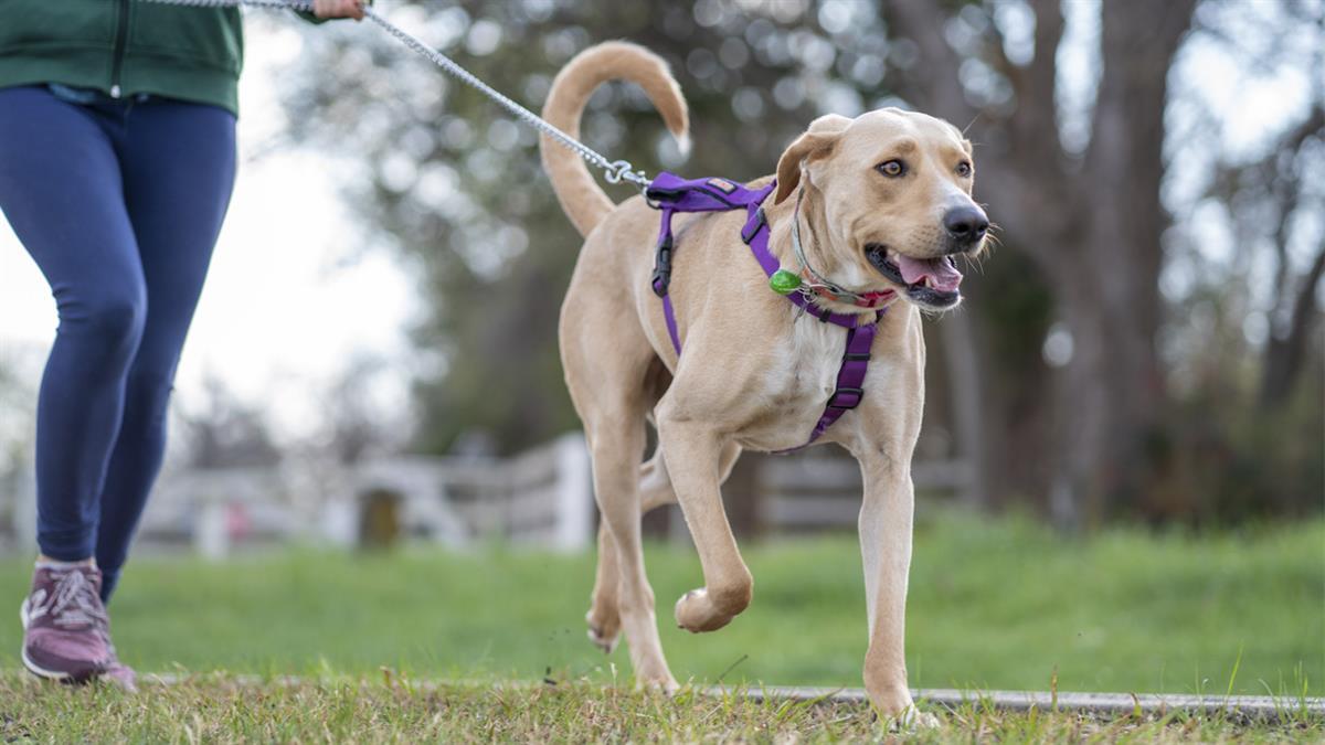 Aranjuez propone modificaciones dentro de las sanciones por no recoger los excrementos de las mascotas