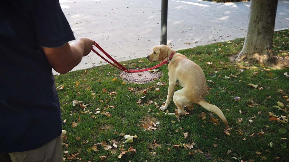 Las multas por el incumplimiento de la Ordenanza Municipal ascienden a 525 euros, una cantidad que puede aumentar si hay reincidencia 
